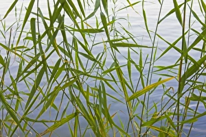 Bamboo by the lake, China