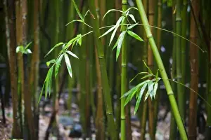 Bamboo Prints: Bamboo leaves and stalks in a bamboo forest - Haleakala National Park, Maui