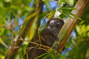 Bamboo Prints: Bamboo lemur in the bamboo forest, Madagascar