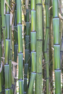 Bamboo Prints: Bamboo plant, USA
