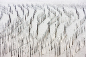 Images Dated 28th October 2011: Bamboo sticks for drying seaweed, East China Sea, Xiapu, Fujian, China