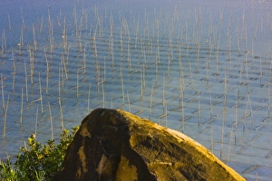 Sea Weed Prints: Bamboo sticks for drying seaweed, East China Sea, Xiapu, Fujian, China