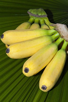 Bunch Prints: Banana bunch (Musa acuminata, Musa balbisiana), Phuket, Thailand, Southeast Asia, Asia