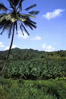 Images Dated 15th December 2004: Banana Grove St Lucia