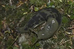 Broken Islands Prints: Banana Slug (Ariolimax columbianus) Shares Keith Island Campsite, Broken Island Group
