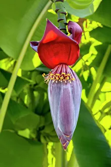 Banana Prints: Banana tree flower