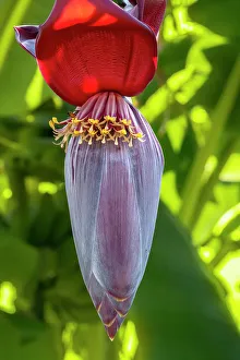 Banana Prints: Banana tree flower