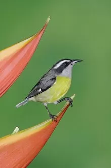 Images Dated 13th December 2006: Bananaquit, Coereba flaveola, adult on Heliconia Flower, Central Valley, Costa Rica