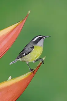 Costa Rican Prints: Bananaquit, Coereba flaveola, adult on Heliconia Flower, Central Valley, Costa Rica