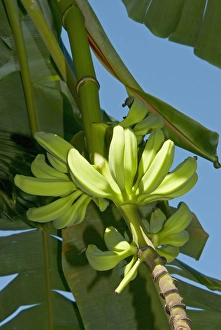 Bunch Prints: Bananas, Antigua, West Indies, Caribbean, Central America
