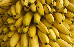 Bunch Prints: Bananas at the Saturday market, San Ignacio, Belize