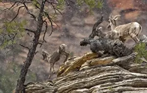 Images Dated 15th April 2009: A band of desert bighorn sheep on cliffs during spring snow squall in Zion National