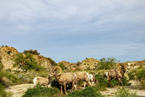 Images Dated 18th January 2024: Band of desert bighorn sheep in the Santa Rosa Mountains in the Coachella Valley