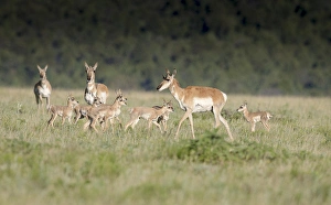Images Dated 8th June 2015: A band Pronghorn antelope does with newborn fawns, Antilocapra americana, grasslands