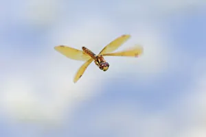 Eyeball Prints: Band-winged meadowhawk flying