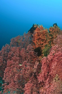 Gorgonian Prints: Banda Sea, Indonesia