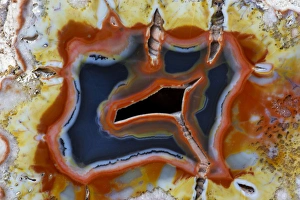Images Dated 25th January 2013: Banded Agate, Quartzsite, AZ