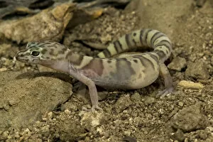 Images Dated 21st May 2006: Banded Gecko, Coleonyx variegatus, walking on desert sand. SW Arizona, USA. Controlled