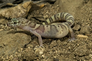 Images Dated 21st May 2006: Banded Gecko, Coleonyx variegatus, walking on desert sand. SW Arizona, USA. Controlled