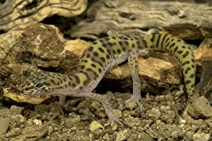 Banded Gecko, Coleonyx variegatus, walking on desert sand. SW Arizona, USA. Controlled