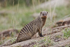 Images Dated 29th August 2011: Banded Mongoose, Masai Mara, Kenya, Africa