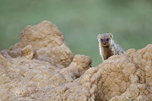 Mongoose Prints: Banded Mongoose on termite mound, Masai Mara, Kenya, Africa
