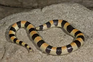 Images Dated 6th May 2007: Banded Sand Snake Chilomeniscus cinctus Palm Springs, California