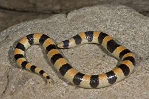Images Dated 6th May 2007: Banded Sand Snake Chilomeniscus cinctus Palm Springs, California