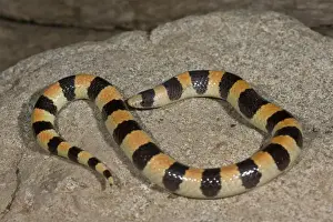 Vertebrate Prints: Banded Sand Snake Chilomeniscus cinctus Palm Springs, California