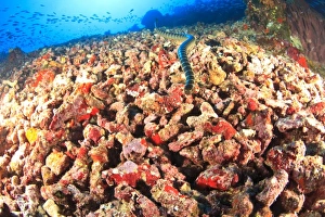 Banded Sea Krait (Laticauda sp. ), Gunung Api Island, Banda Sea, Indonesia