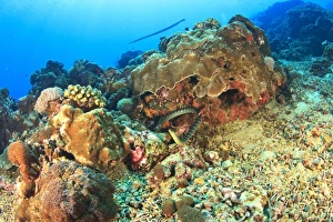 Indo Pacific Prints: Banded Sea Krait (Laticauda sp. ), Gunung Api Island, Banda Sea, Indonesia