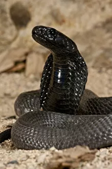 Banded Spitting Cobra Naja nigricollis Native to South Africa