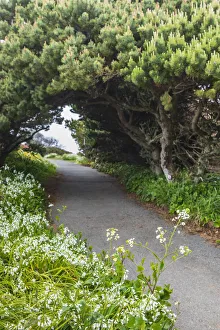 Images Dated 8th September 2021: Bandon, Oregon, USA. Evergreen trees creating a tunnel over a path on the Oregon coast