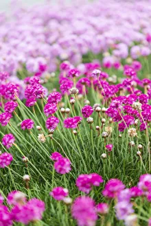 Images Dated 8th September 2021: Bandon, Oregon, USA. Pink flowers in the town of Bandon, Oregon
