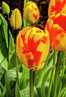 Bellevue Prints: Banja Luka Darwin Hybrid tulip blooming