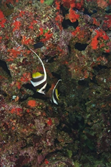 Images Dated 12th November 2005: Bannerfish, Vibrant & Colorful, healthy Coral Reef, Bligh Water, Viti Levu, Fiji