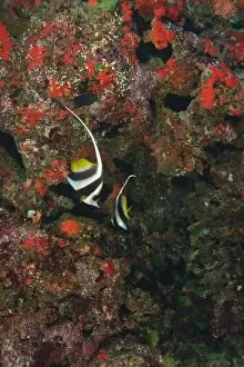 Bannerfish, Vibrant & Colorful, healthy Coral Reef, Bligh Water, Viti Levu, Fiji
