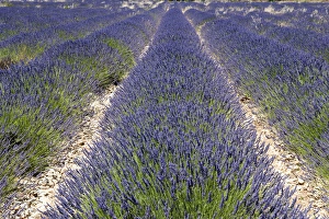 Provence Alpes Cote Dazur Prints: Banon, Provence, France