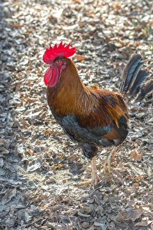 Domesticated Prints: Bantam Rooster, Florida, USA