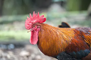 Select Focus Prints: Bantam Rooster, Florida, USA