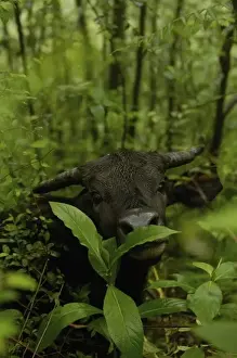 Banteng cross with domestic cow. (Bos javanicus) Banteng. Nu River Canyon. near Gongshan