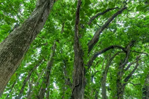 Images Dated 5th February 2016: Banyan Trees near rainbow Falls (80 ft drop), Wailuku River State Park Hilo, Big Island