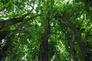 Images Dated 5th February 2016: Banyan Trees near rainbow Falls (80 ft drop), Wailuku River State Park Hilo, Big Island