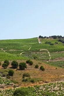 Banyuls-sur-Mer. Roussillon. Vineyards in early summer sunshine with vines in gobelet style