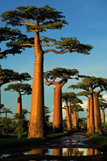 Images Dated 27th January 2007: Baobab (Adansonia grandidieri), near Morondava, Madagascar