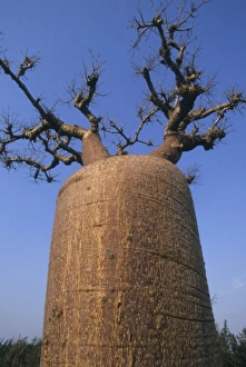 Baobab tree, (Adansonia rubrostipa), endemic, Spiny Forest region, SW Madagascar