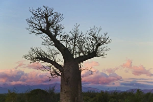 Baobab trees (Adansonia), Berenty, Toliara, Madagascar