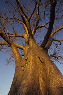 John Merrill Prints: Baobob tree (Adansonia digitata), Okavango Delta, Botswana
