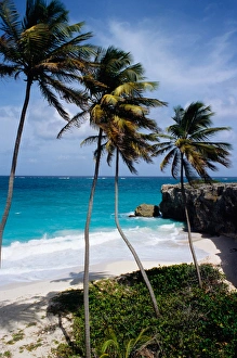 Coconut Palm Prints: Barbados. Bottom bay