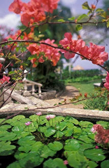 Barbados, Coral Reef Club entrance. Tropical blossoms